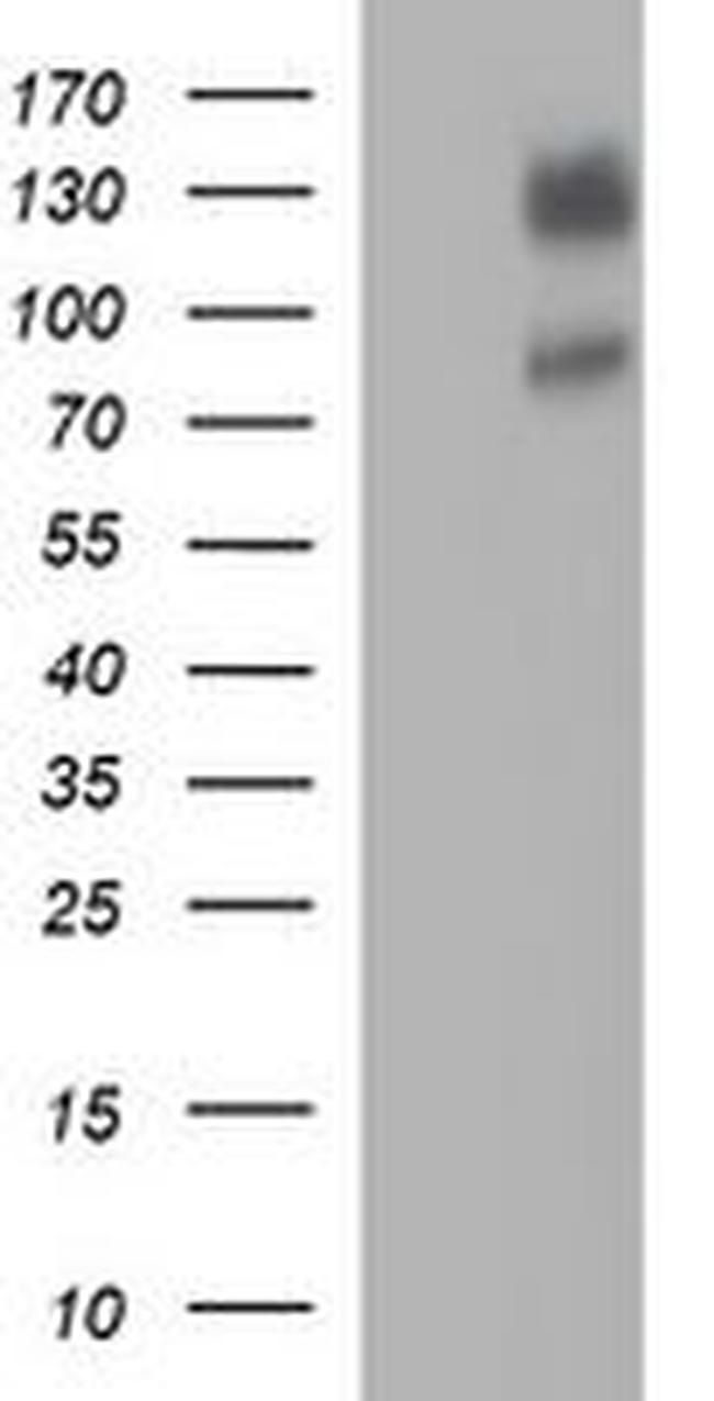 CD44 Antibody in Western Blot (WB)