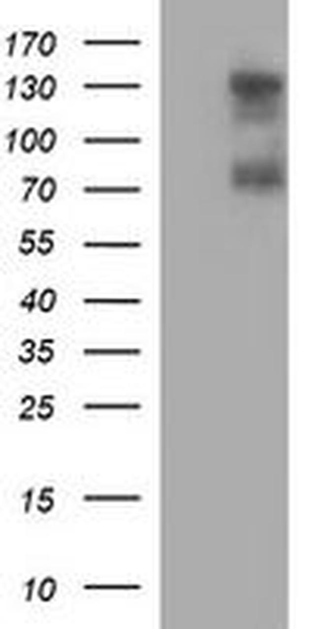 CD44 Antibody in Western Blot (WB)