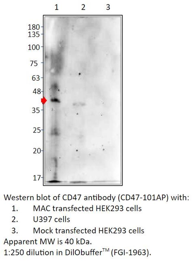 CD47 Antibody in Western Blot (WB)