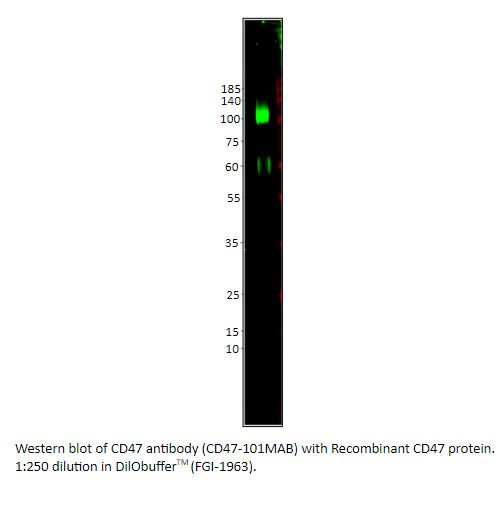 CD47 Antibody in Western Blot (WB)