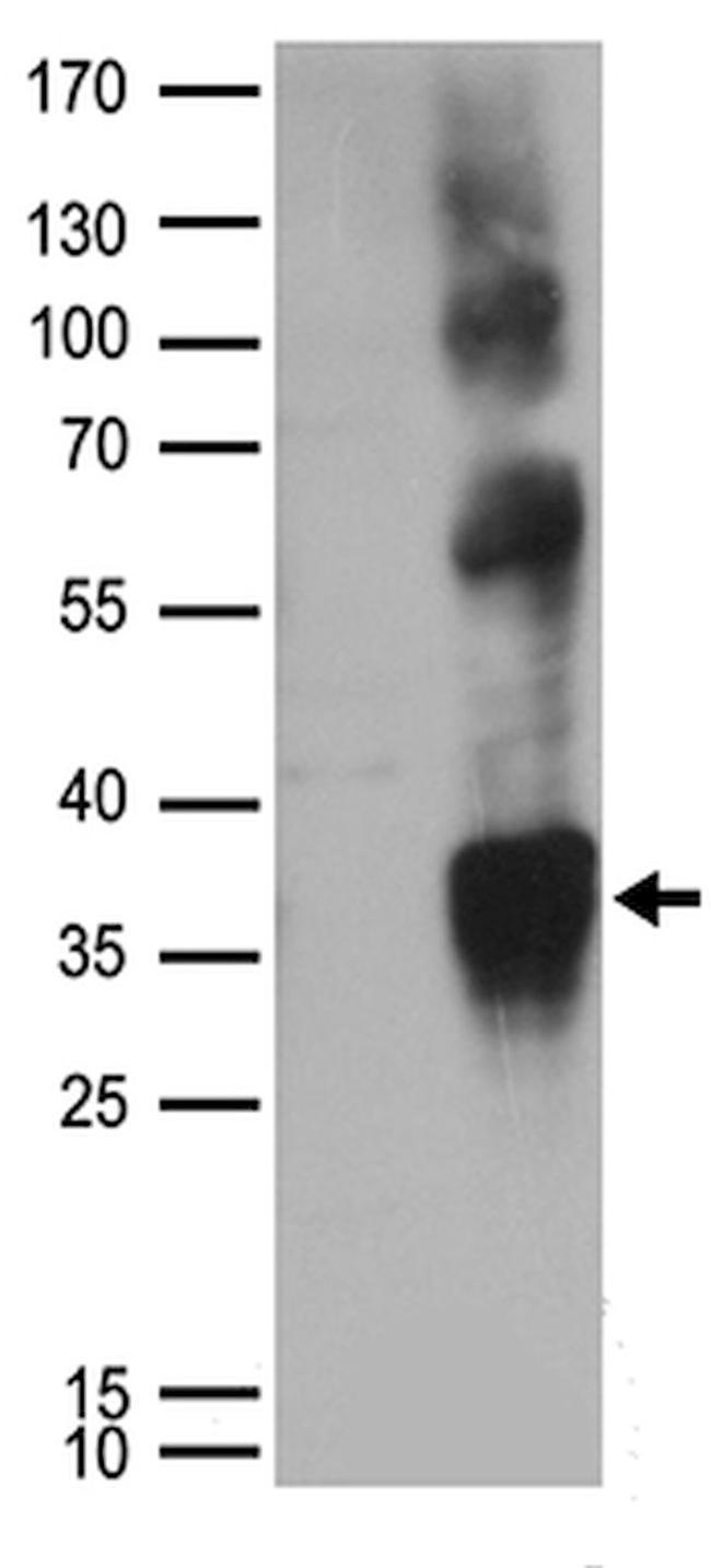 CD63 Antibody in Western Blot (WB)