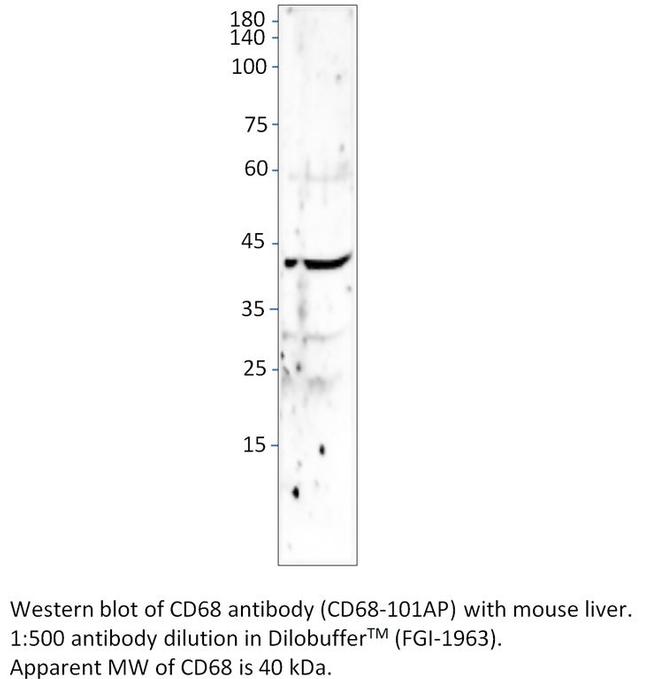 CD68 Antibody in Western Blot (WB)