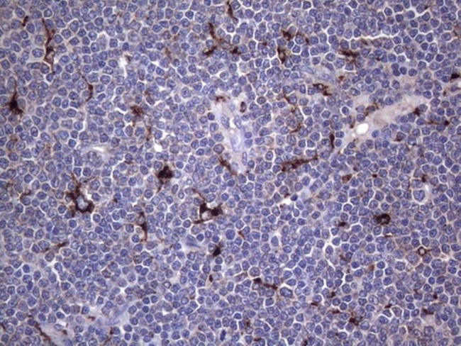 CD68 Antibody in Immunohistochemistry (Paraffin) (IHC (P))