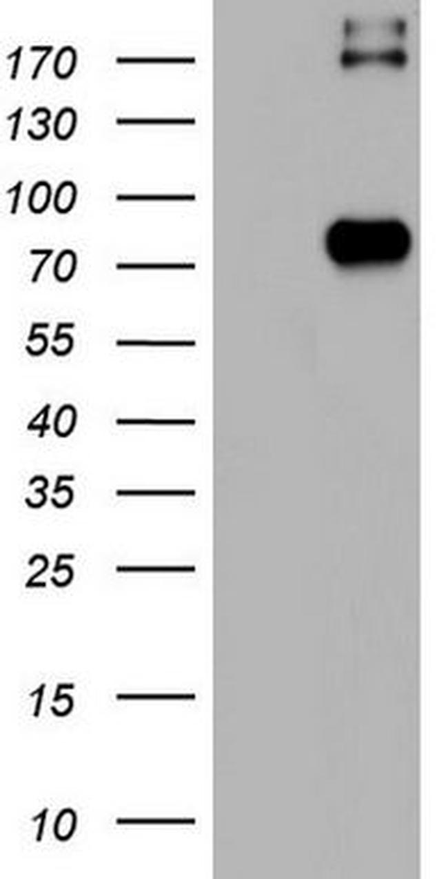 CD68 Antibody in Western Blot (WB)