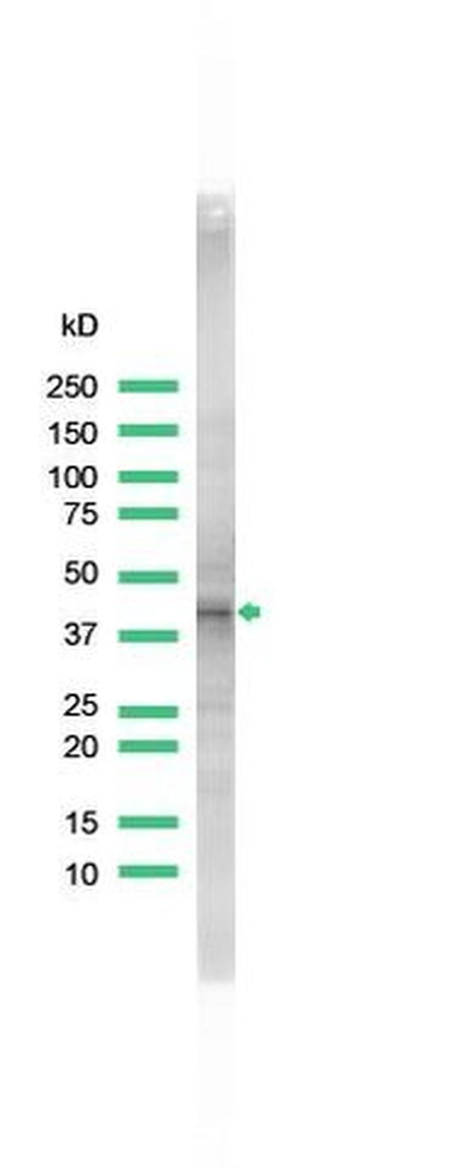 CD68 Antibody in Western Blot (WB)