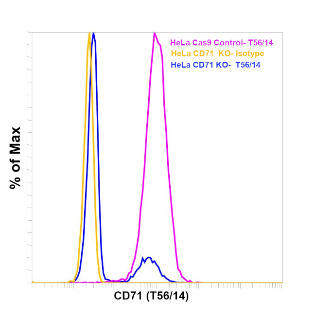 CD71 Antibody