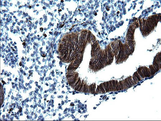 CD74 Antibody in Immunohistochemistry (Paraffin) (IHC (P))