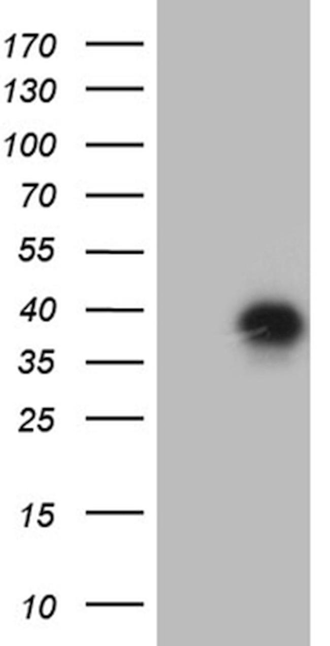 CD79B Antibody in Western Blot (WB)