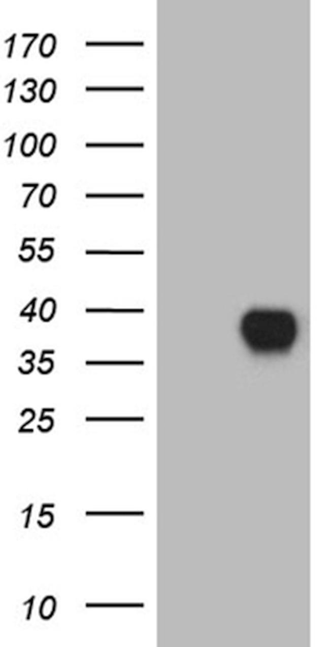 CD79B Antibody in Western Blot (WB)