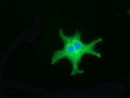 CD80 Antibody in Immunocytochemistry (ICC/IF)
