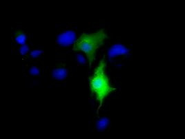 CD80 Antibody in Immunocytochemistry (ICC/IF)