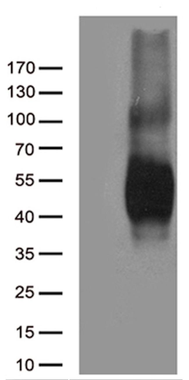 CD80 Antibody in Western Blot (WB)