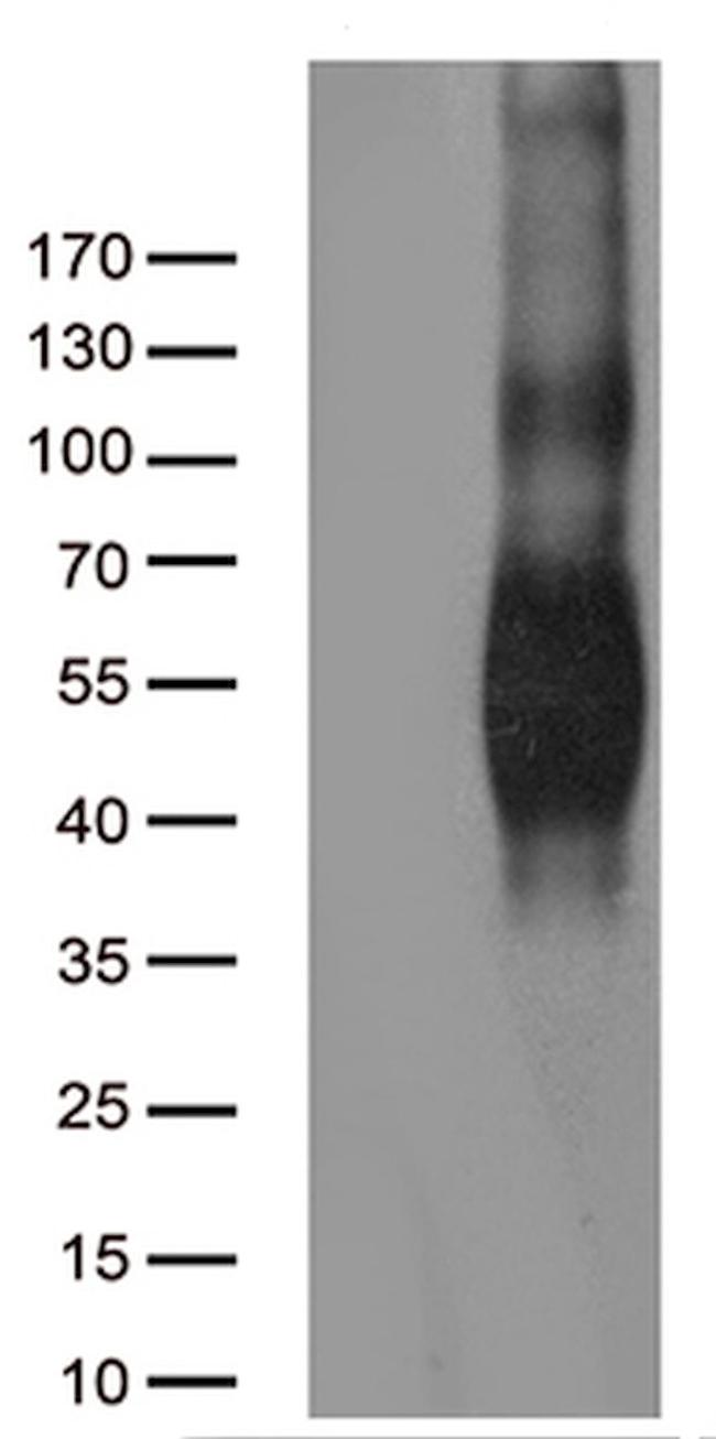 CD80 Antibody in Western Blot (WB)