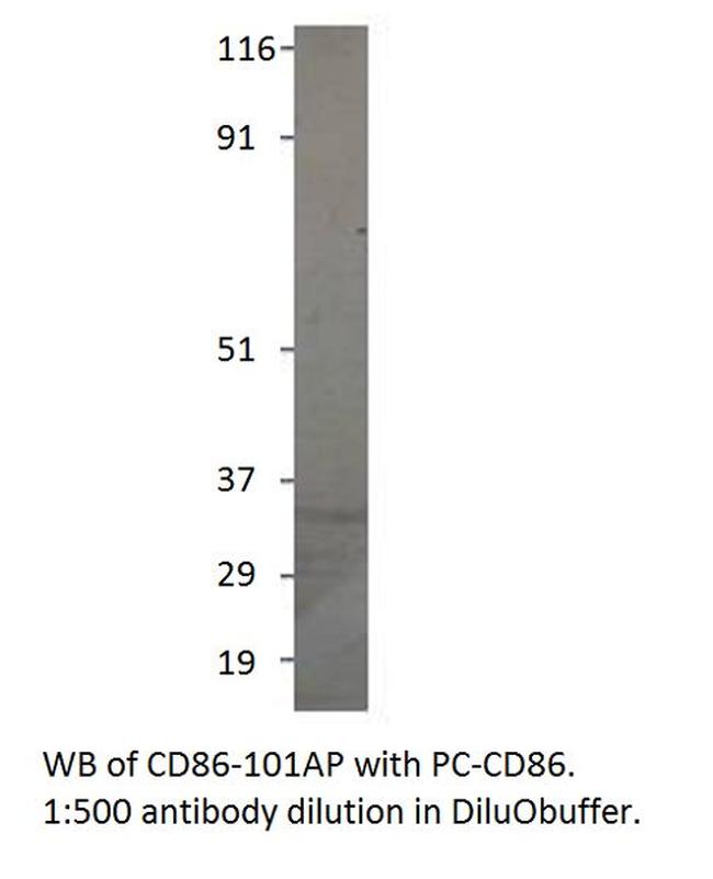 CD86 Antibody in Western Blot (WB)