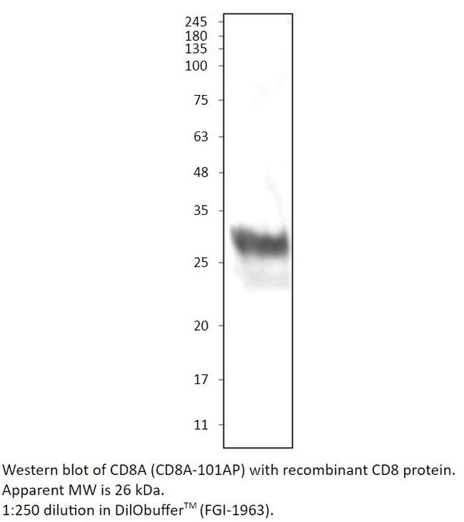 CD8 alpha Antibody in Western Blot (WB)