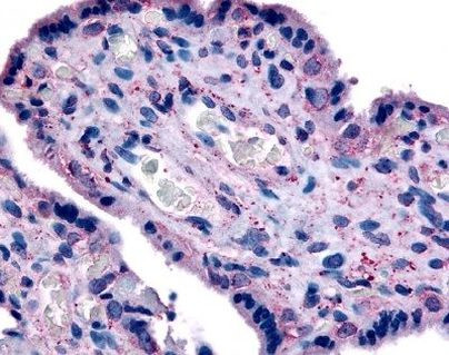 CD98 Antibody in Immunohistochemistry (Paraffin) (IHC (P))