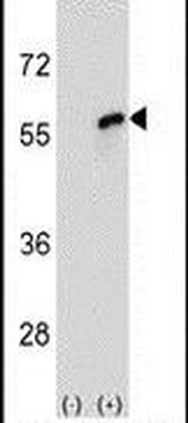 Cdc20 Antibody in Western Blot (WB)