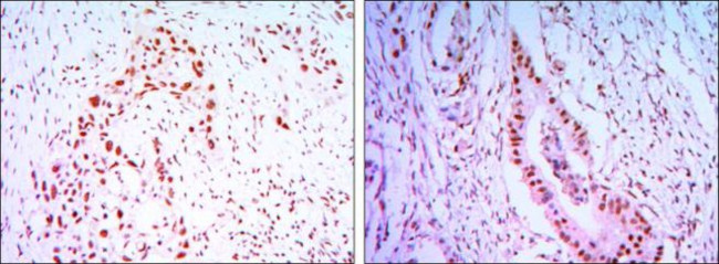 Cdc27 Antibody in Immunohistochemistry (Paraffin) (IHC (P))