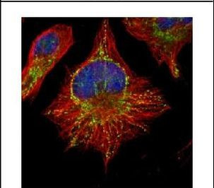 CDC37 Antibody in Immunocytochemistry (ICC/IF)