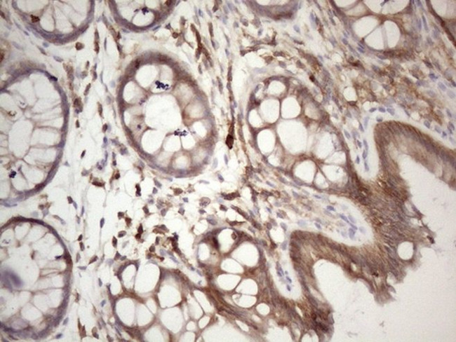 CDC42SE2 Antibody in Immunohistochemistry (Paraffin) (IHC (P))