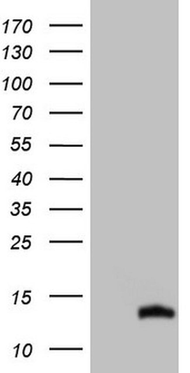 CDC42SE2 Antibody in Western Blot (WB)