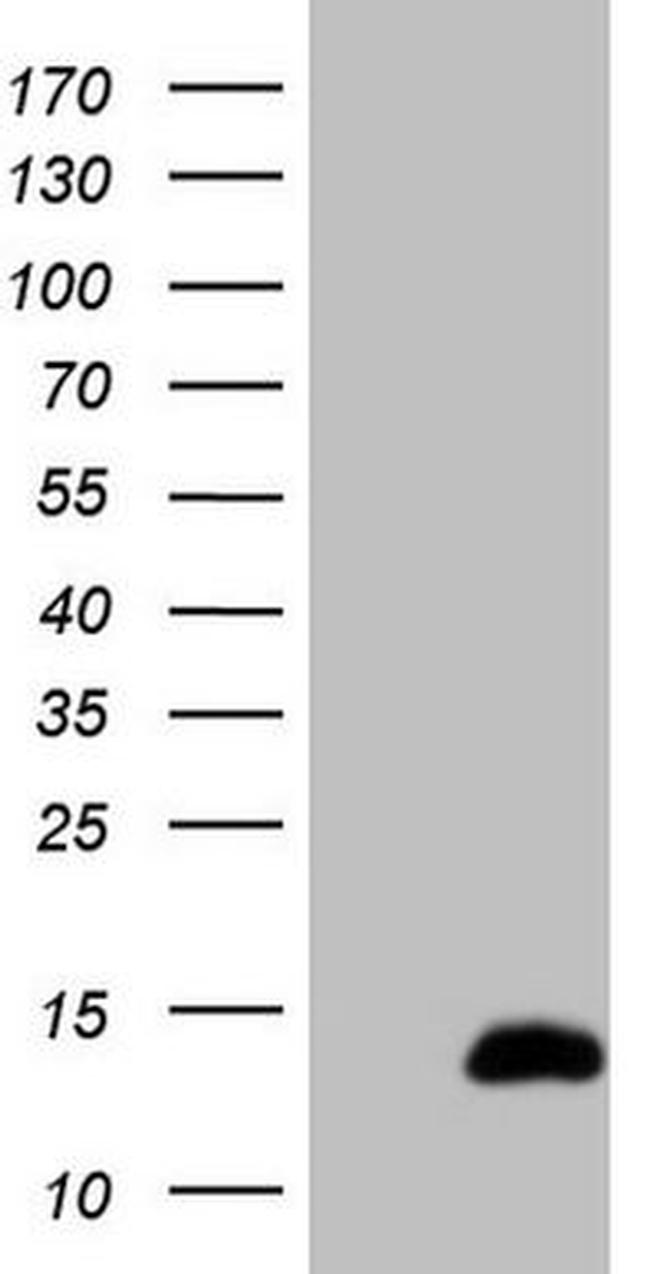 CDC42SE2 Antibody in Western Blot (WB)