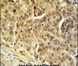 Cdc45L Antibody in Immunohistochemistry (IHC)