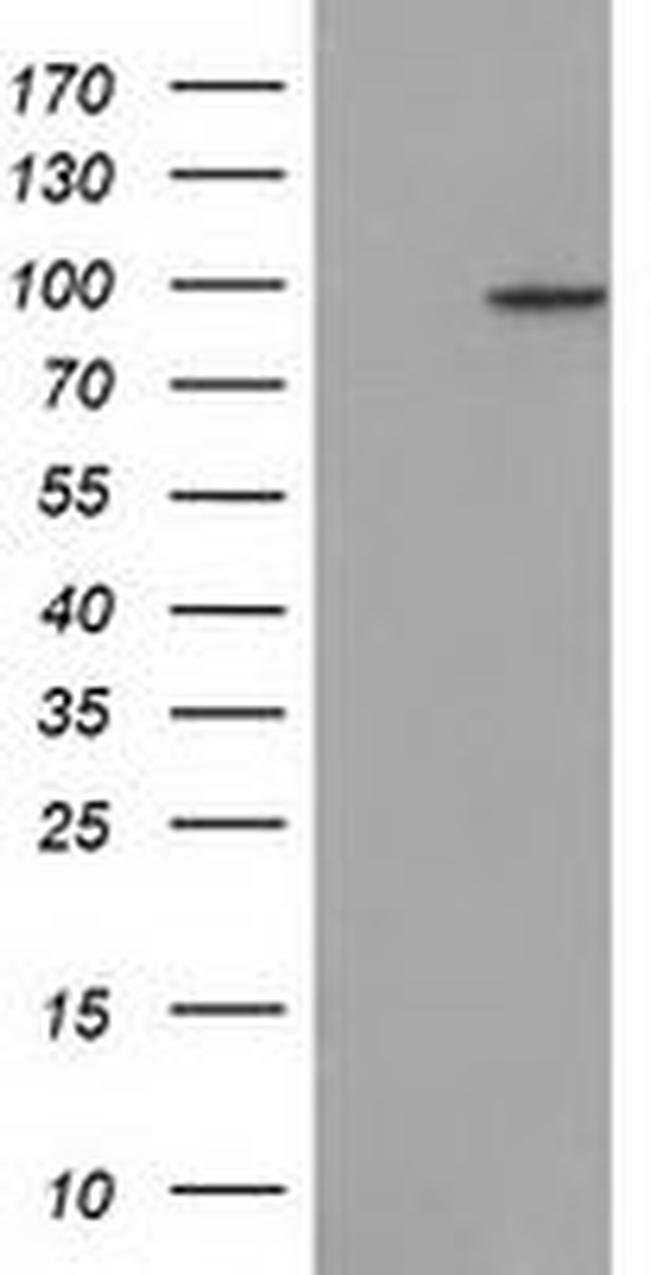 CDCP1 Antibody in Western Blot (WB)