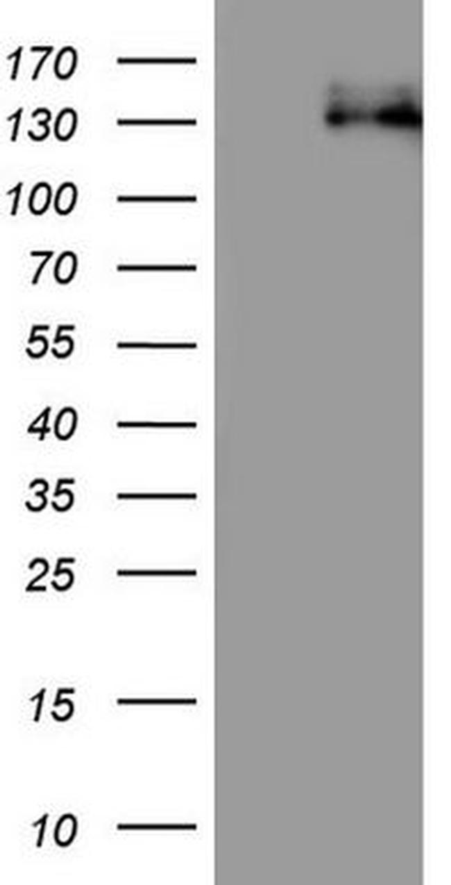 CDH4 Antibody in Western Blot (WB)