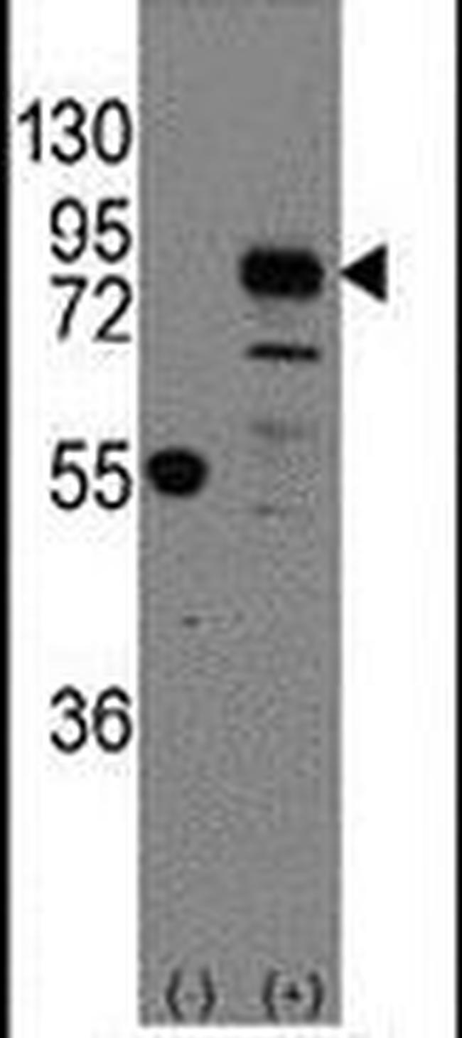 CDH9 Antibody in Western Blot (WB)