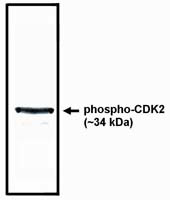 Phospho-CDK2 (Thr160) Antibody in Western Blot (WB)