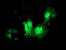 CDK2 Antibody in Immunocytochemistry (ICC/IF)