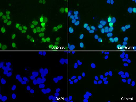 CDK2 Antibody in Immunocytochemistry (ICC/IF)