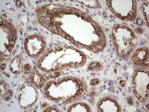 CDKL2 Antibody in Immunohistochemistry (Paraffin) (IHC (P))
