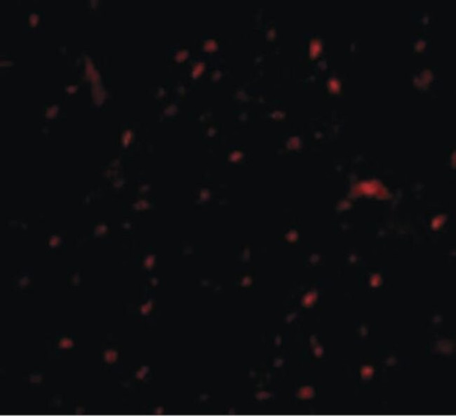p16INK4a Antibody in Immunocytochemistry (ICC/IF)