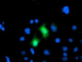 CDKN3 Antibody in Immunocytochemistry (ICC/IF)