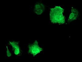 CDKN3 Antibody in Immunocytochemistry (ICC/IF)