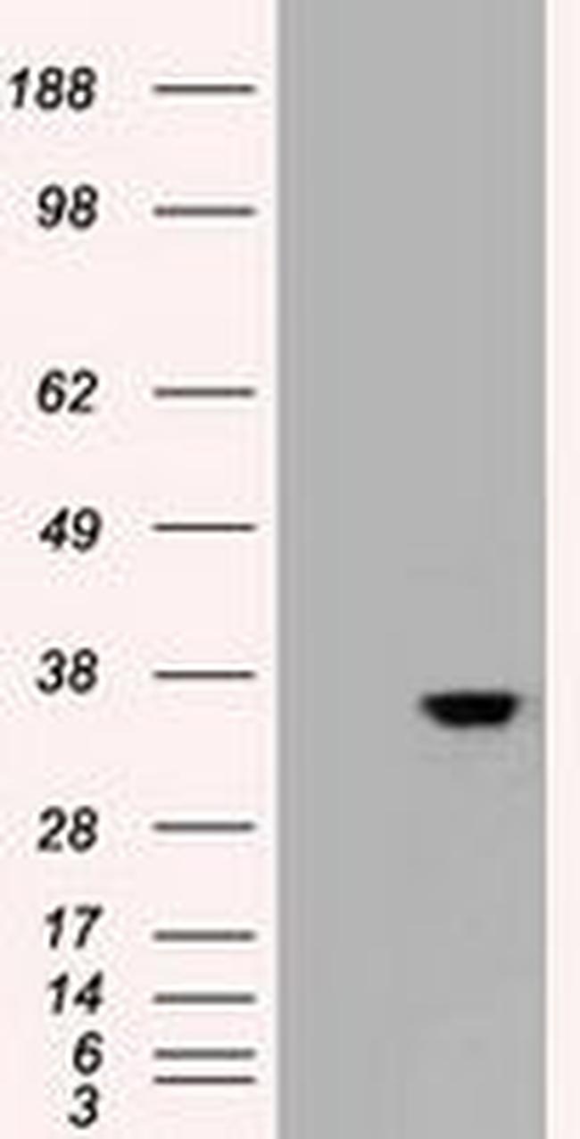 CDX2 Antibody in Western Blot (WB)