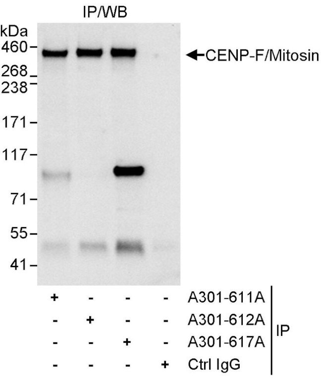 CENP-F/Mitosin Antibody in Immunoprecipitation (IP)