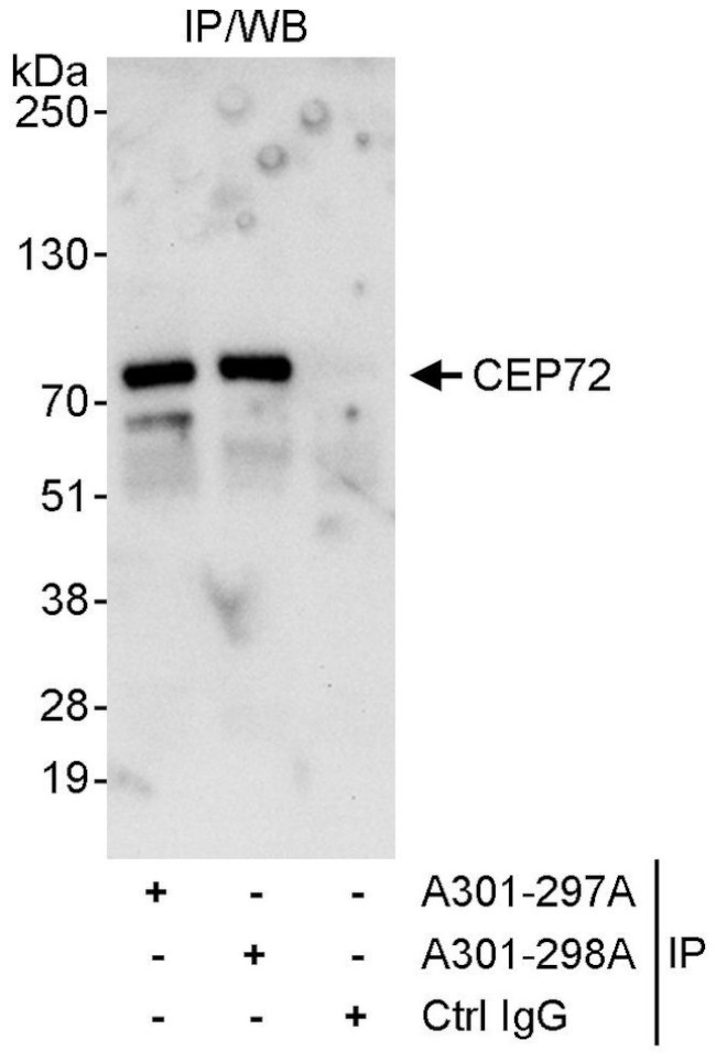 CEP72 Antibody in Immunoprecipitation (IP)