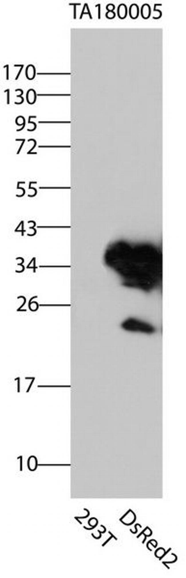 DsRed2 Antibody in Western Blot (WB)