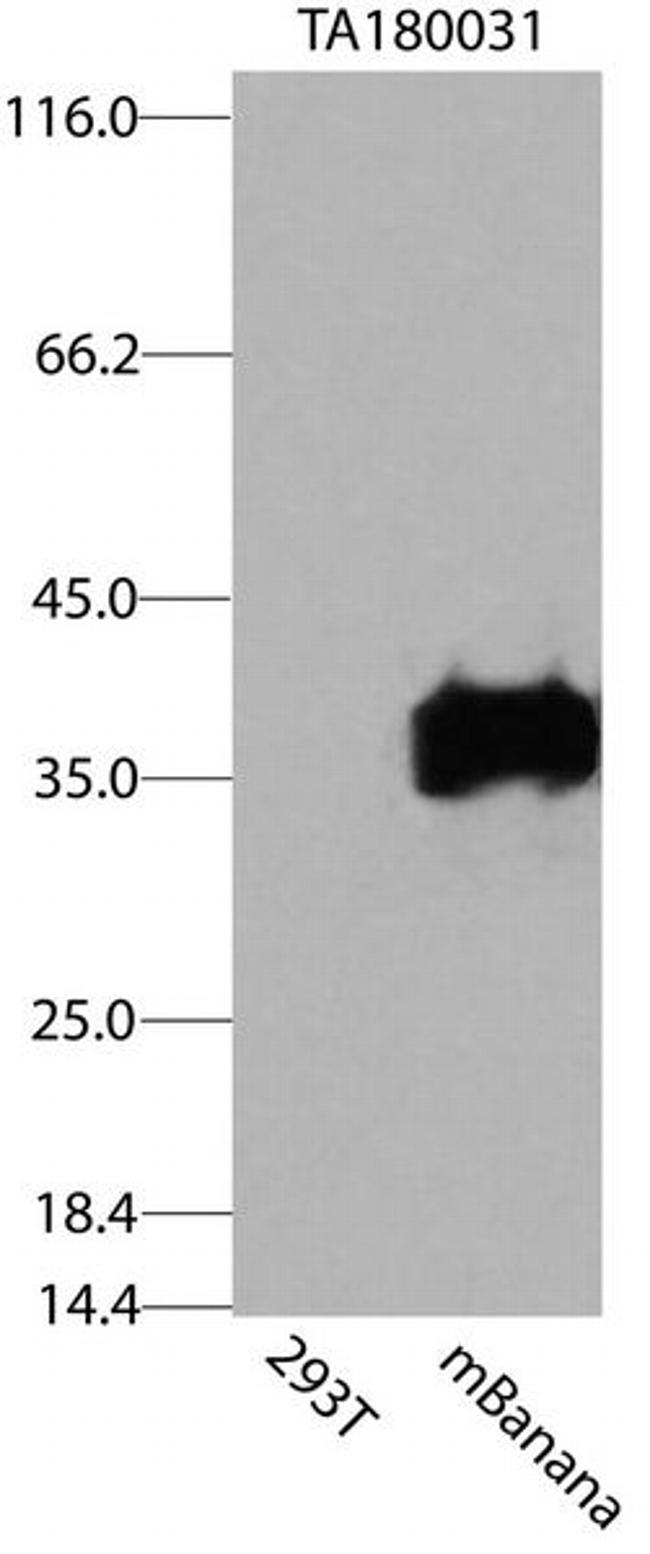 mBanana Antibody in Western Blot (WB)