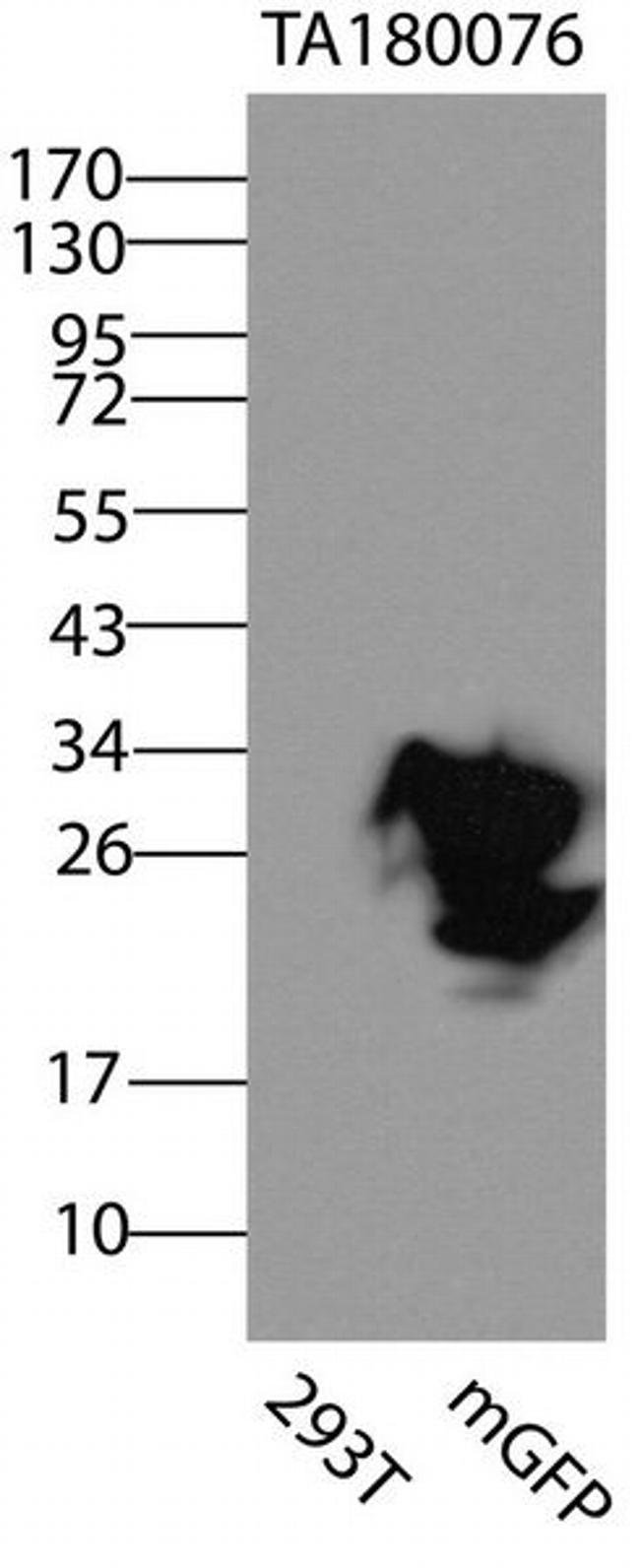 mGFP/mCFP/mYFP/KillerRed Antibody in Western Blot (WB)