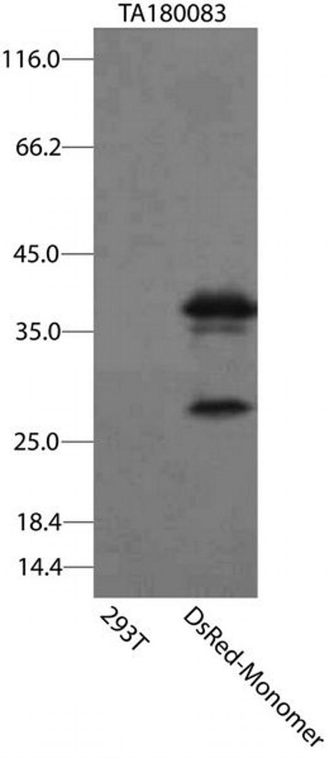 DsRed-Monomer Antibody in Western Blot (WB)