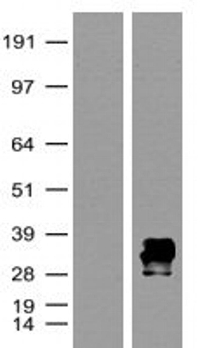 mKate Antibody in Western Blot (WB)