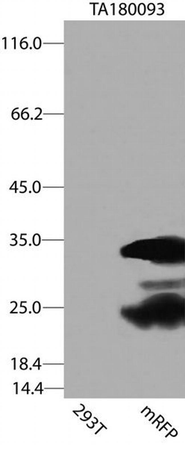 mRFP Antibody in Western Blot (WB)
