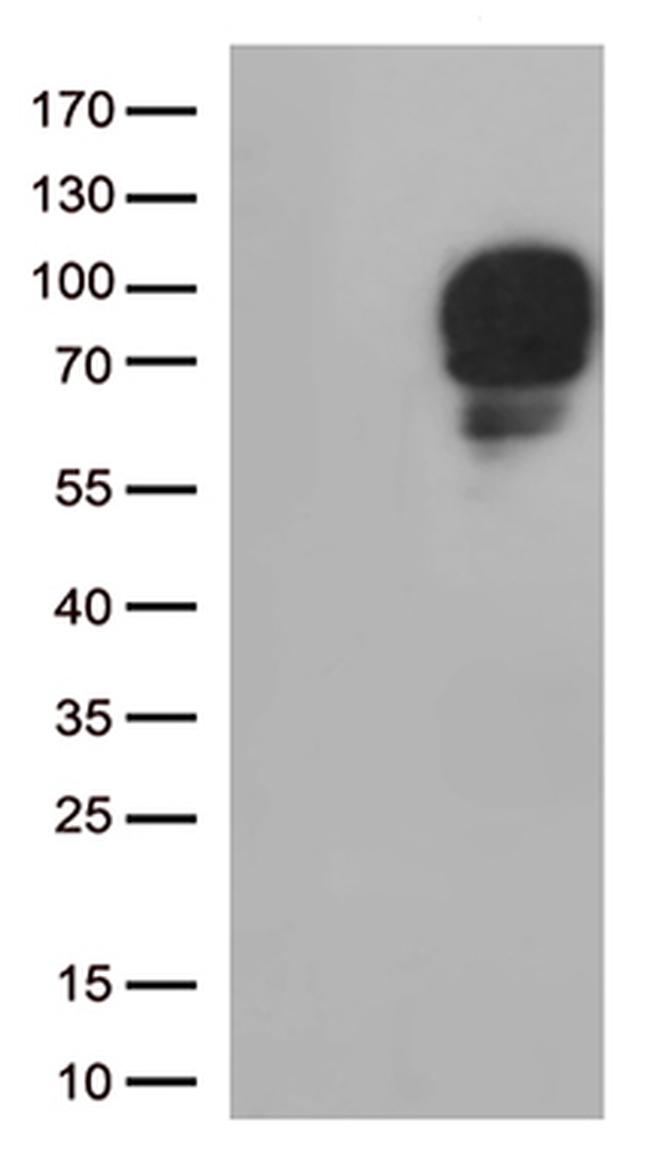SIRP alpha (SIRPA) Antibody in Western Blot (WB)