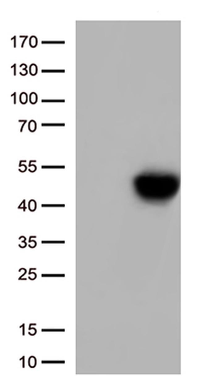 TNFRSF4 Antibody in Western Blot (WB)
