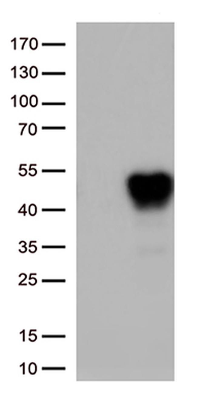 TNFRSF4 Antibody in Western Blot (WB)