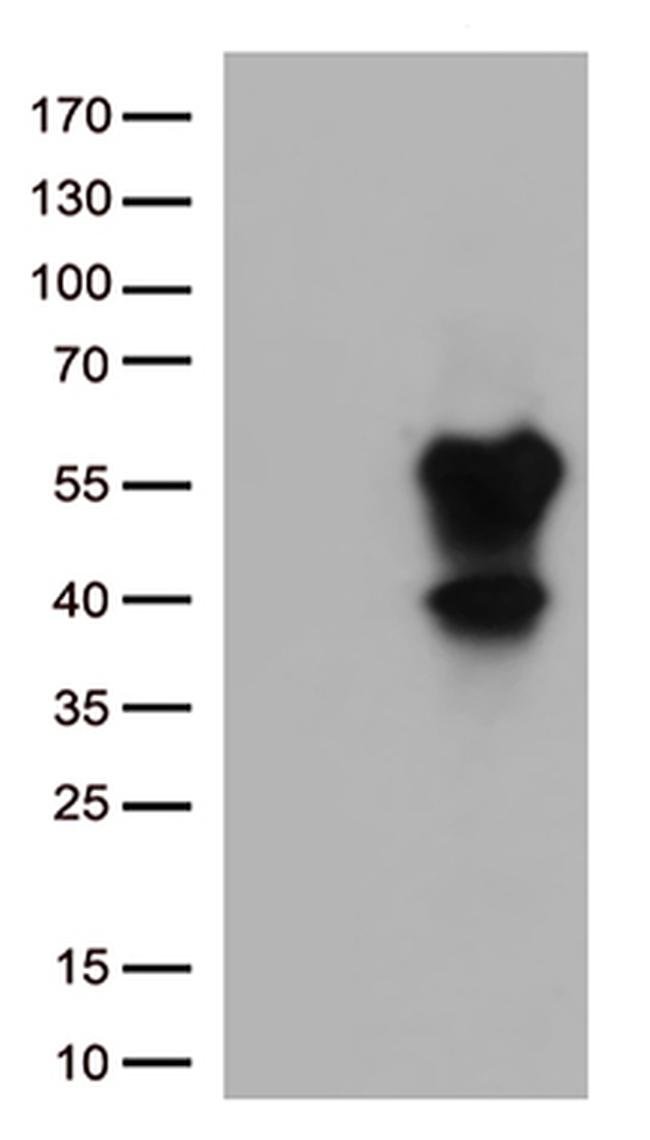 CD27 Antibody in Western Blot (WB)